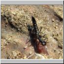 Stenus cf comma - Kurzfluegler 01 9mm.jpg